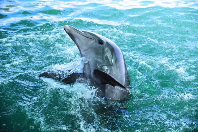 MSC Cruises, Grand Cayman, George Town, Dolphin Cove, Excursions - MSC Rights.jpg